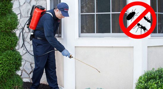 Kaş Böcek ve Haşere İlaçlama böcek ilaçlama ve haşere kontrolü — ilaclama-tr.com